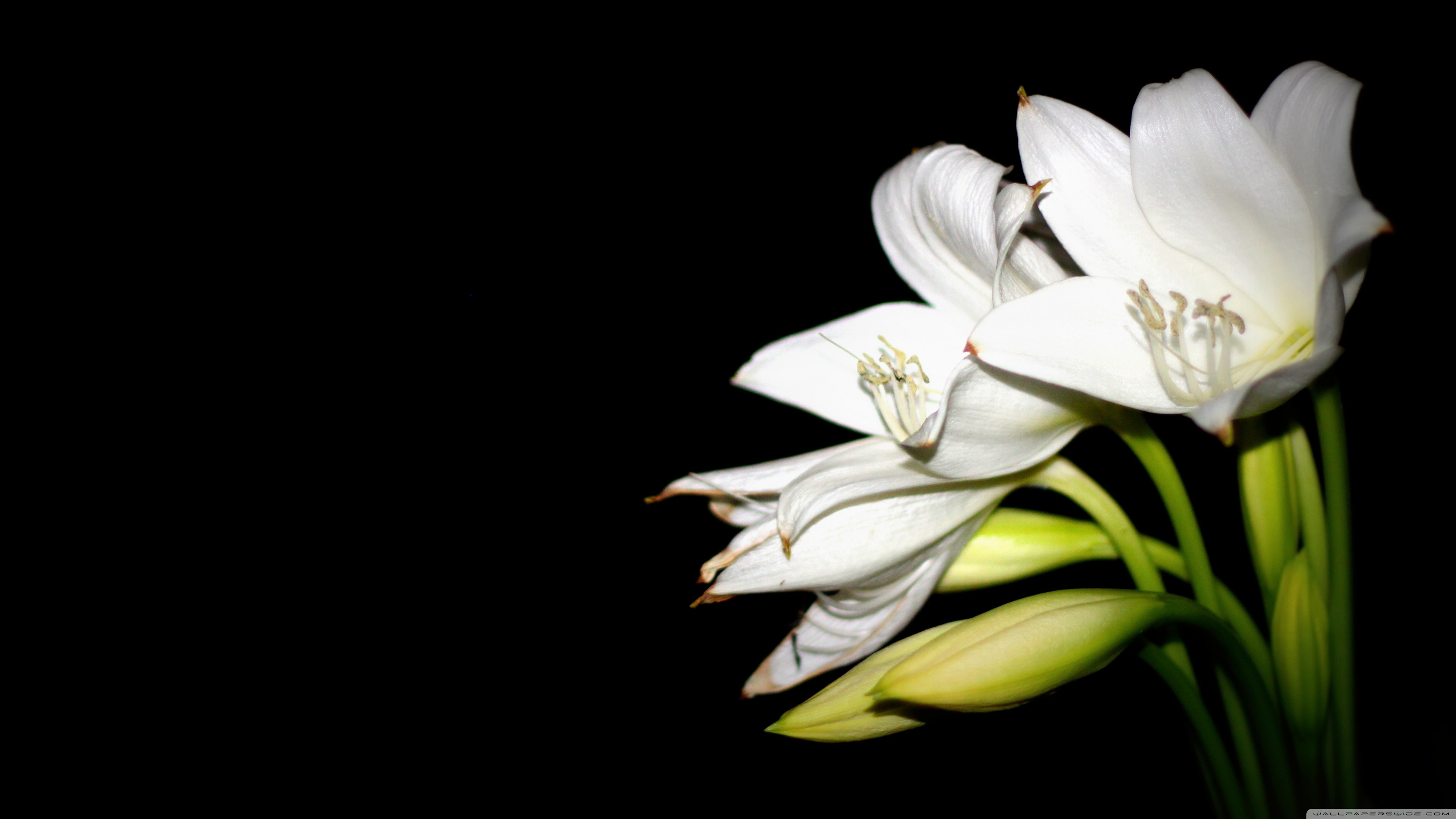 Easter Lily Wallpapers