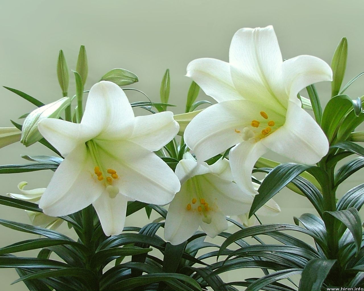 Easter Lily Wallpapers