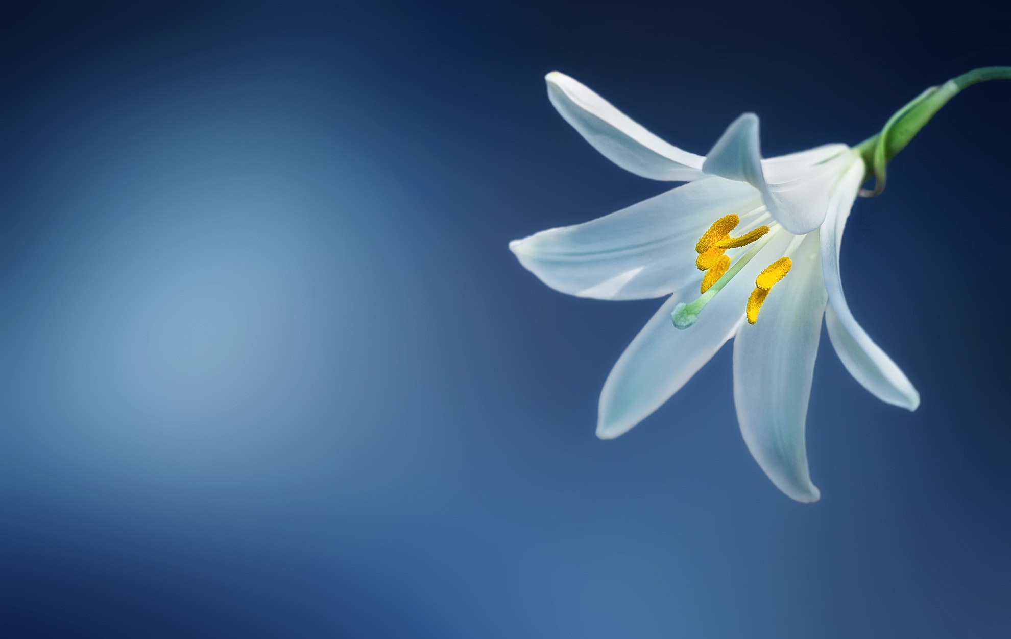 Easter Lily Wallpapers