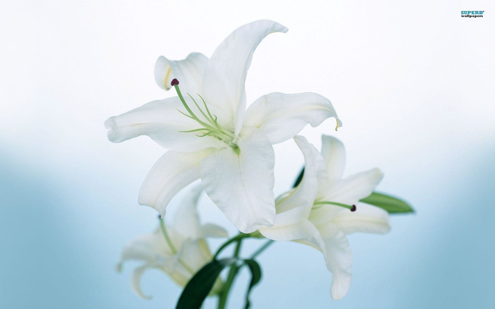 Easter Lily Wallpapers