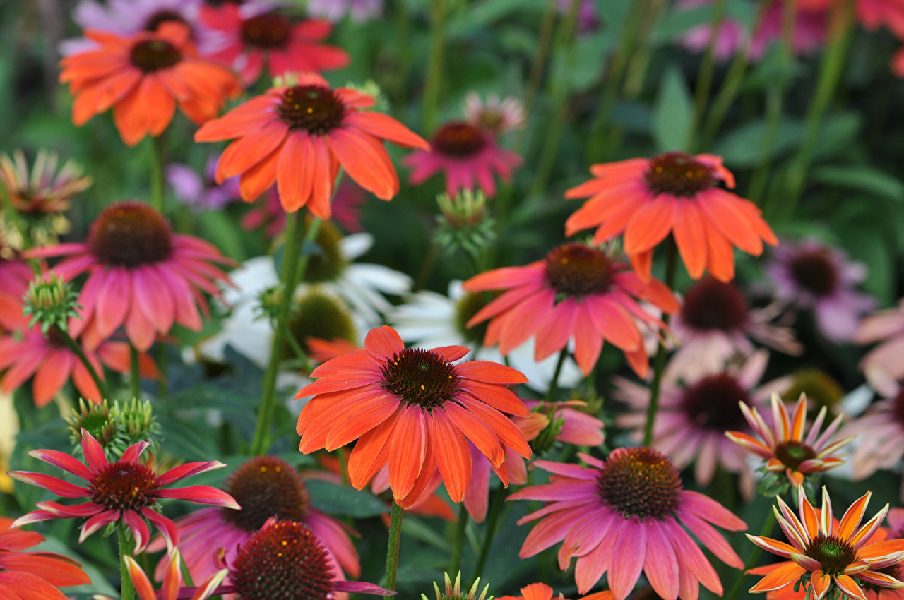 Echinacea Wallpapers