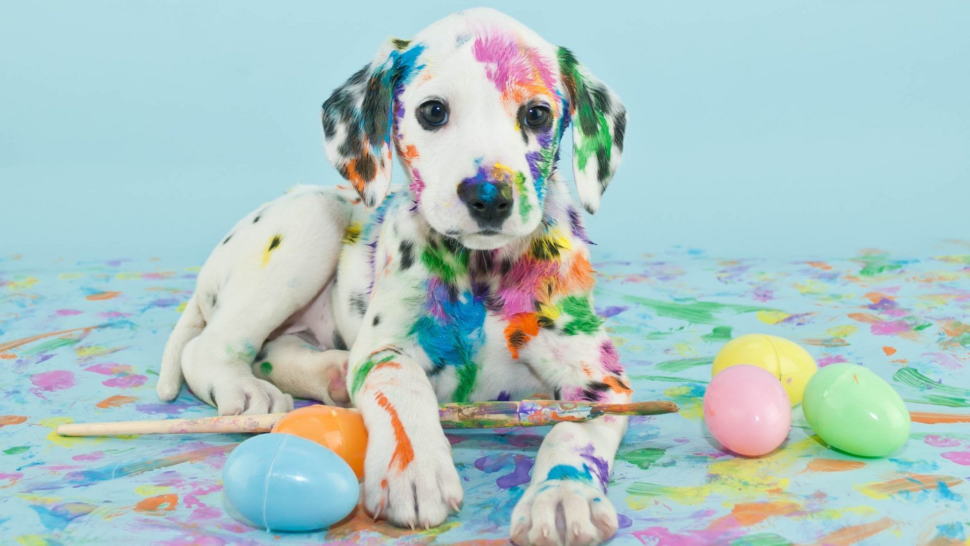 Egg Dog Wallpapers