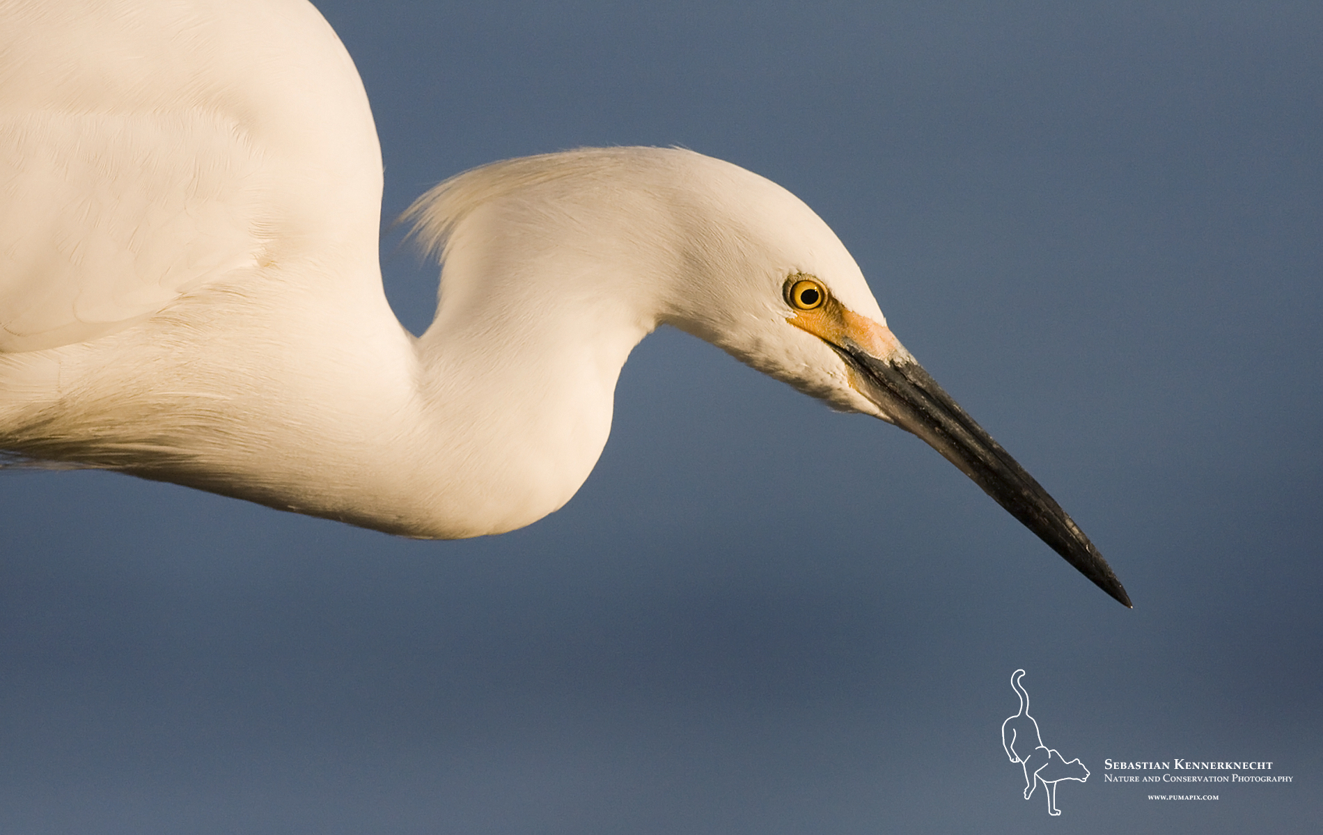 Egret Wallpapers