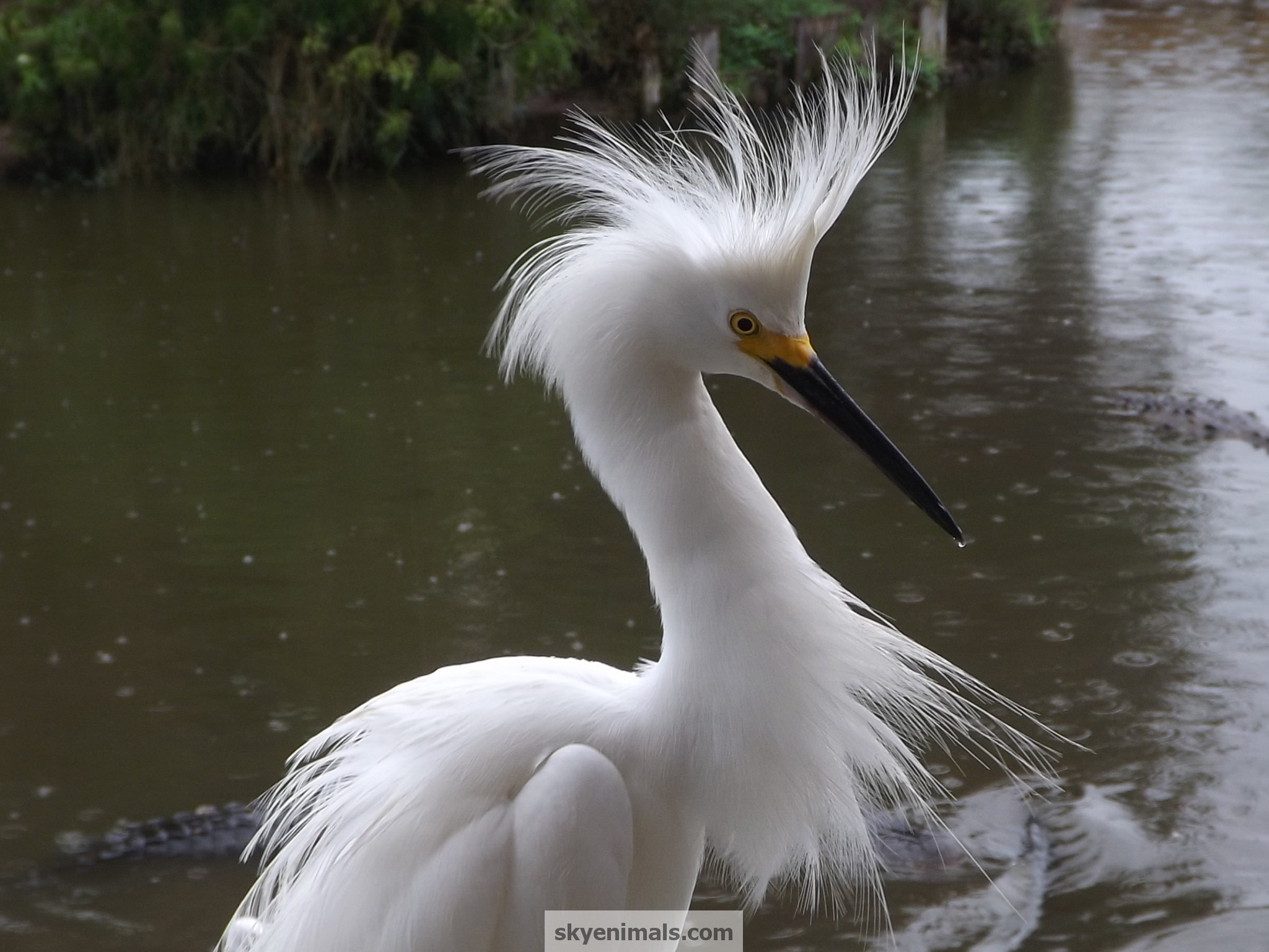 Egret Wallpapers