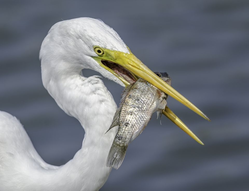 Egret Wallpapers