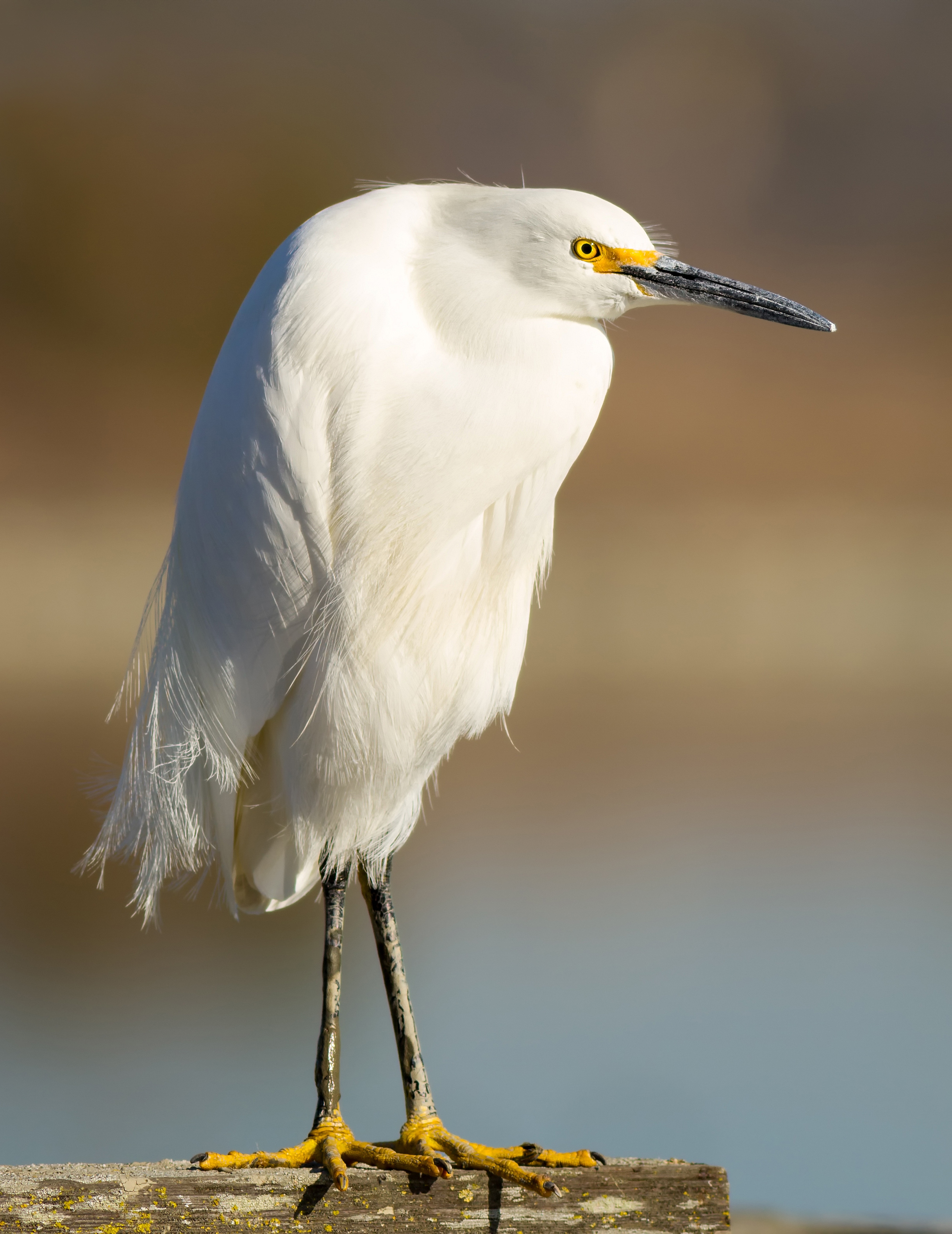 Egret Wallpapers