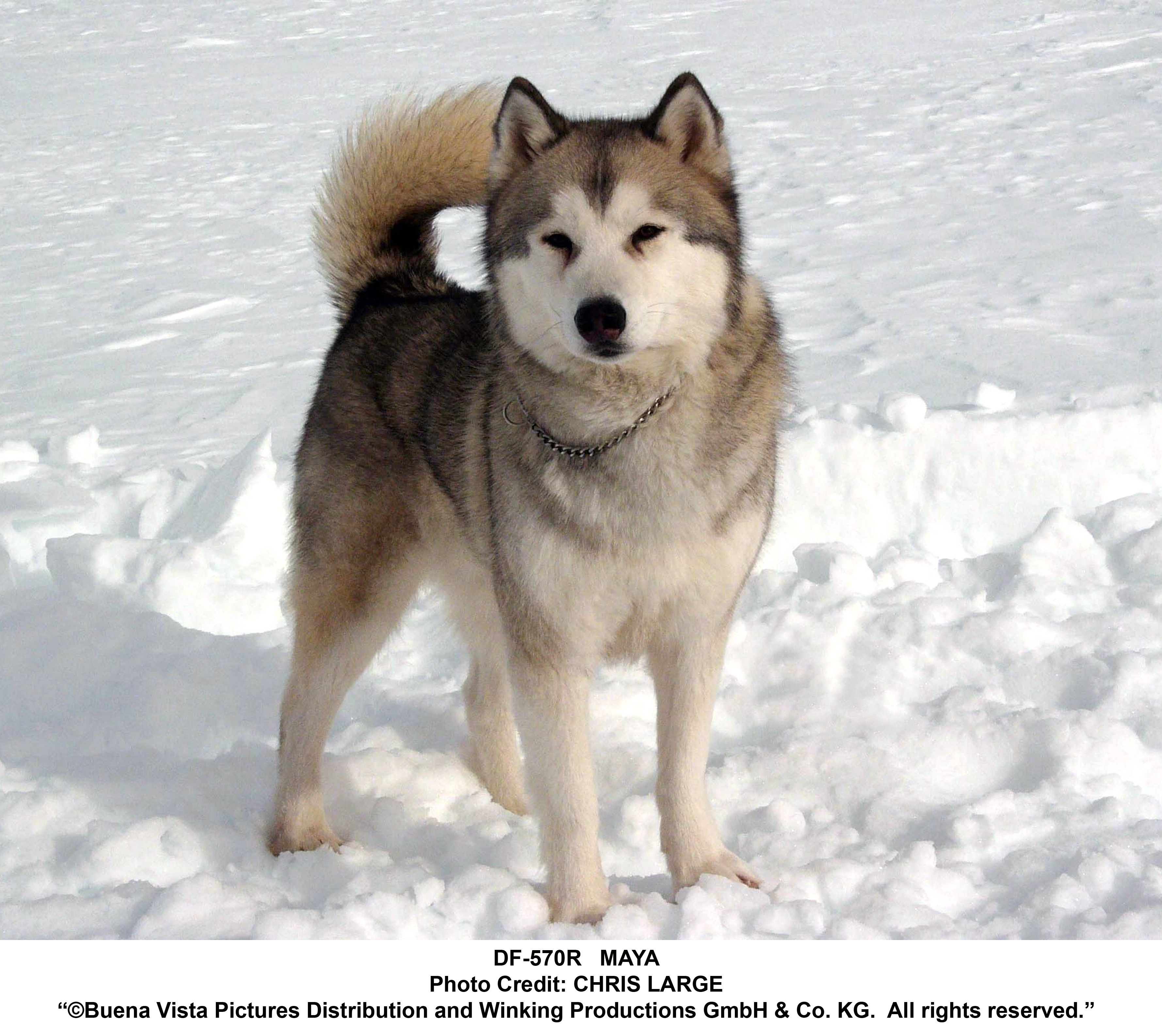 Eight Below Wallpapers