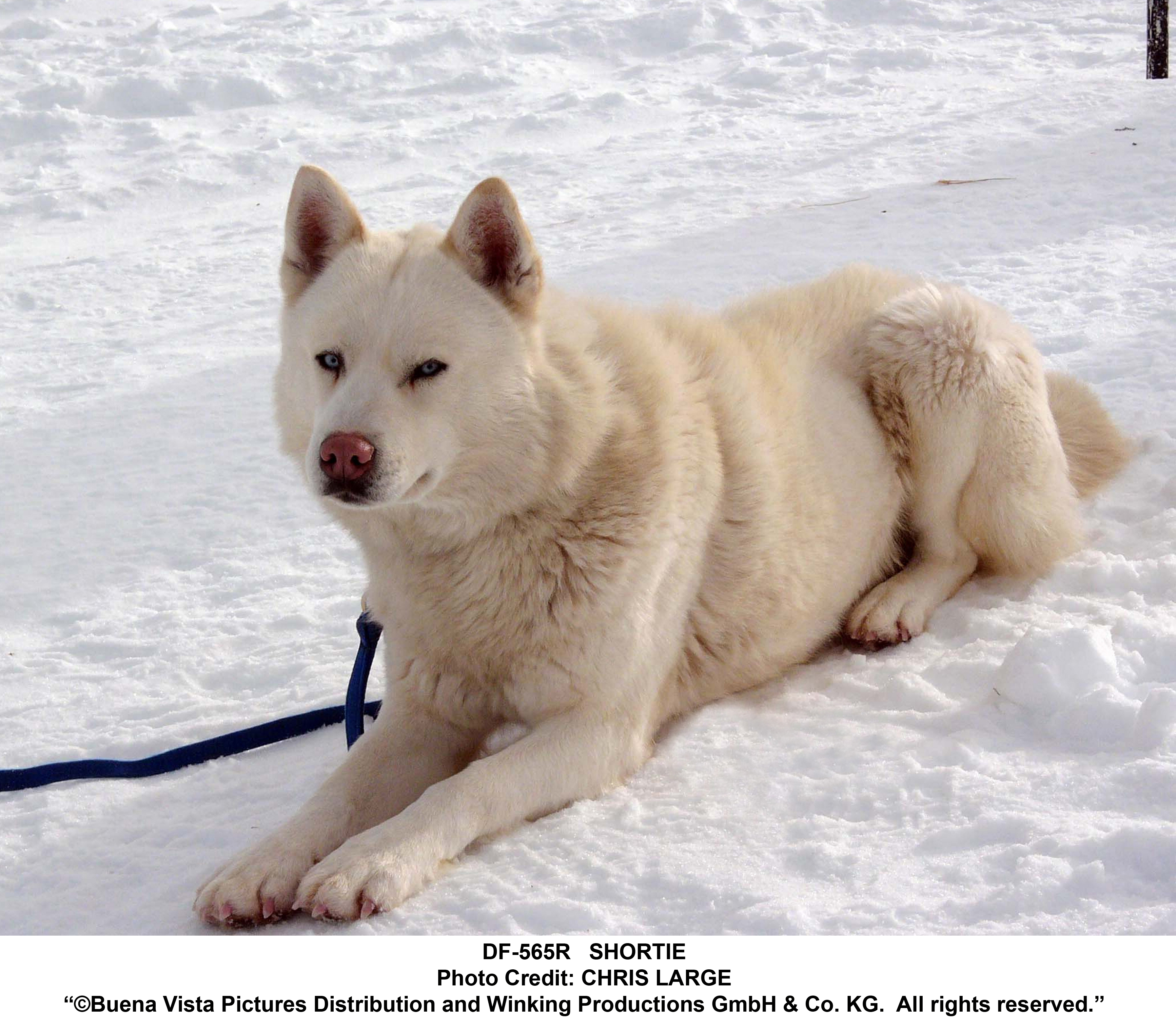 Eight Below Wallpapers