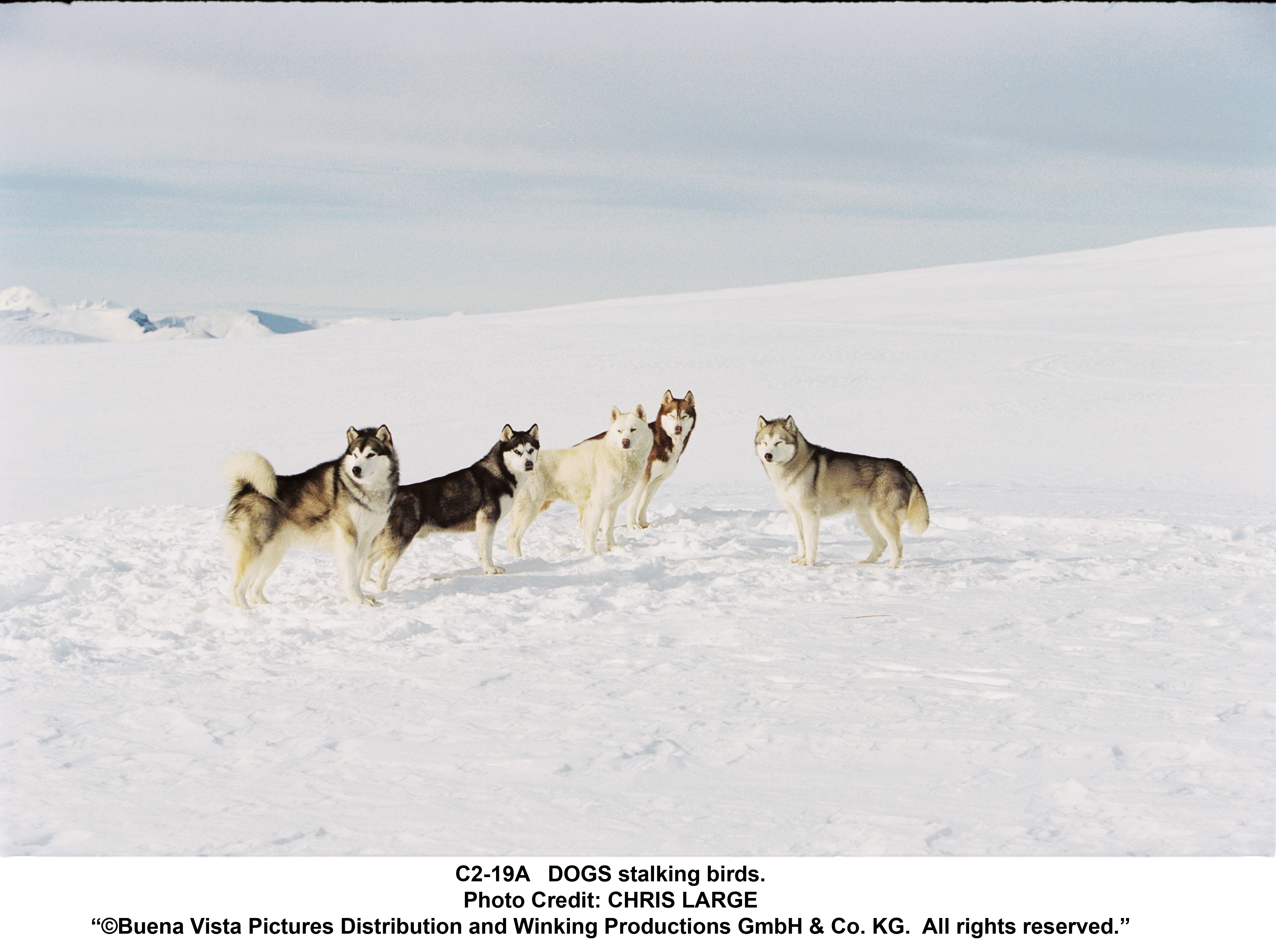 Eight Below Wallpapers