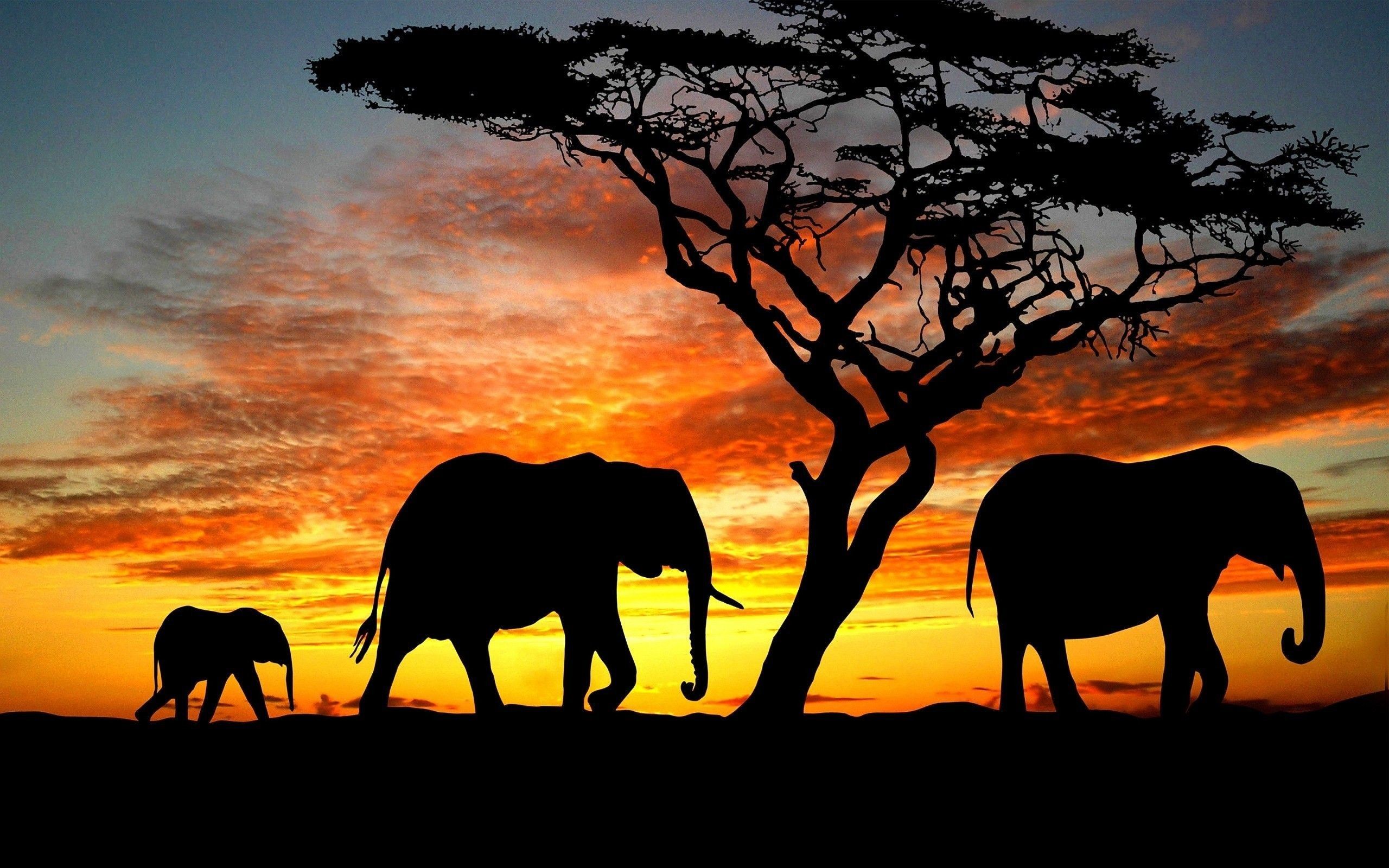 Elephant Computer Wallpapers