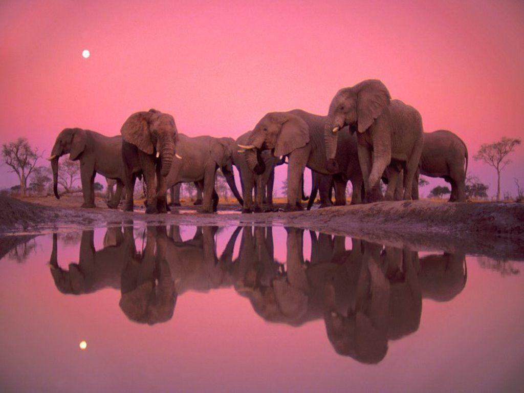 Elephant Computer Wallpapers