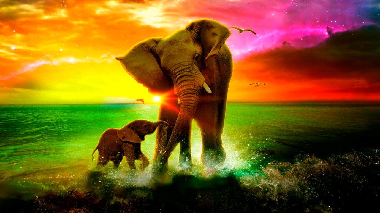 Elephant Screensavers Wallpapers