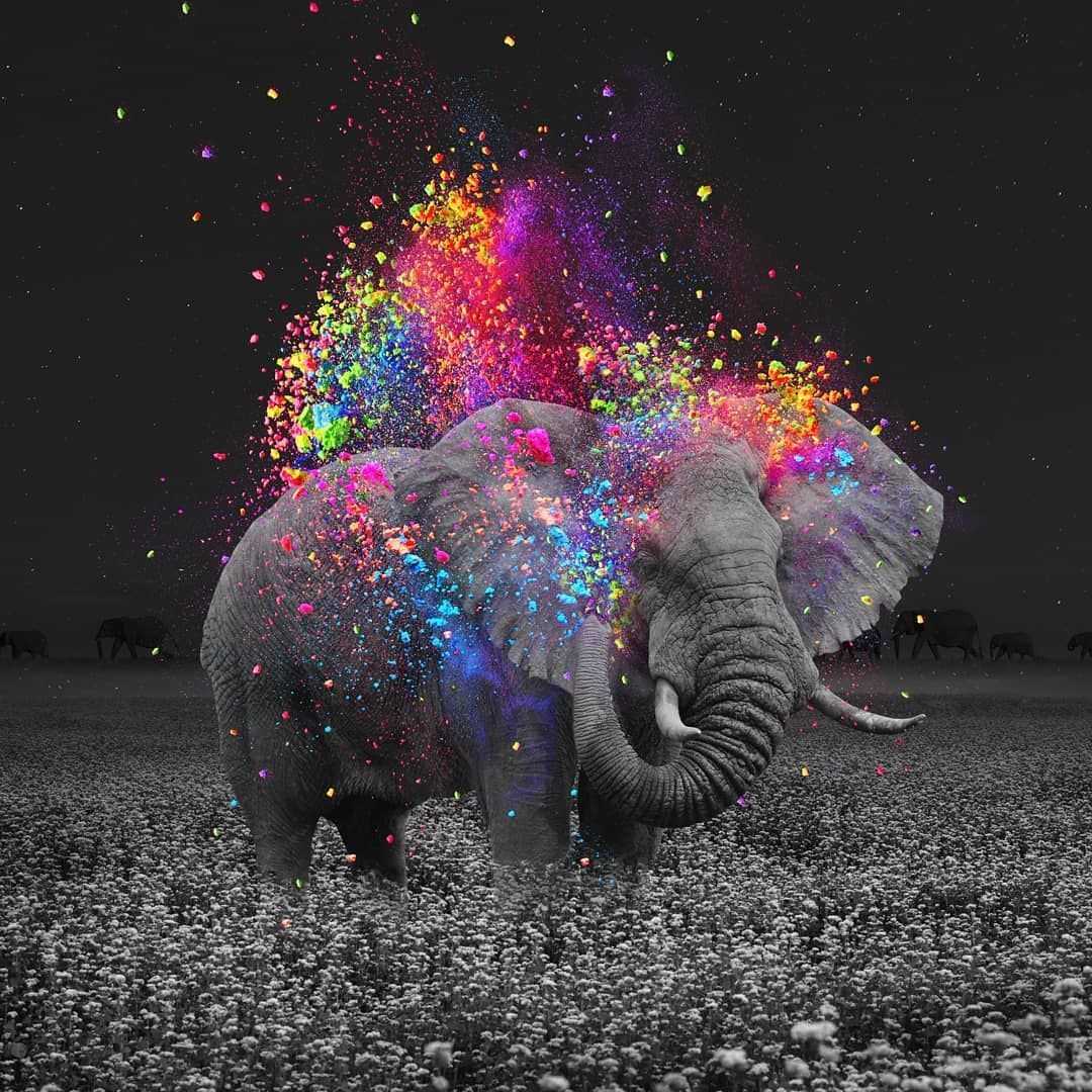 Elephant Screensavers Wallpapers