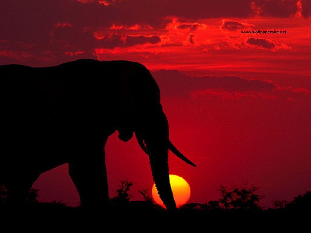 Elephant Screensavers Wallpapers