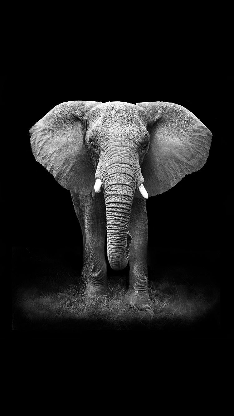 Elephant Screensavers Wallpapers