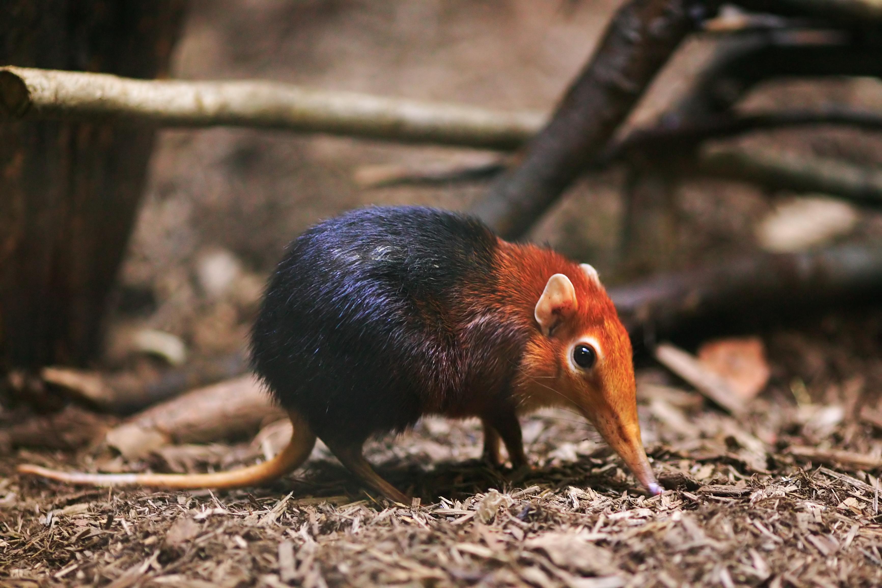 Elephant Shrew Wallpapers