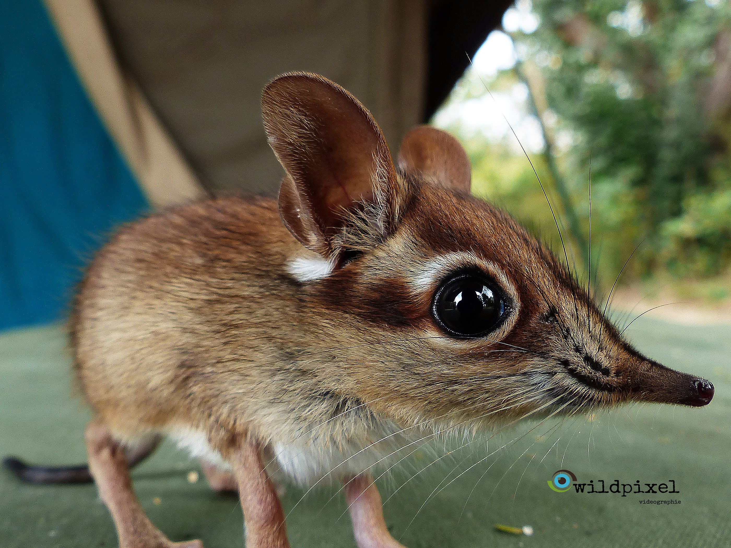 Elephant Shrew Wallpapers