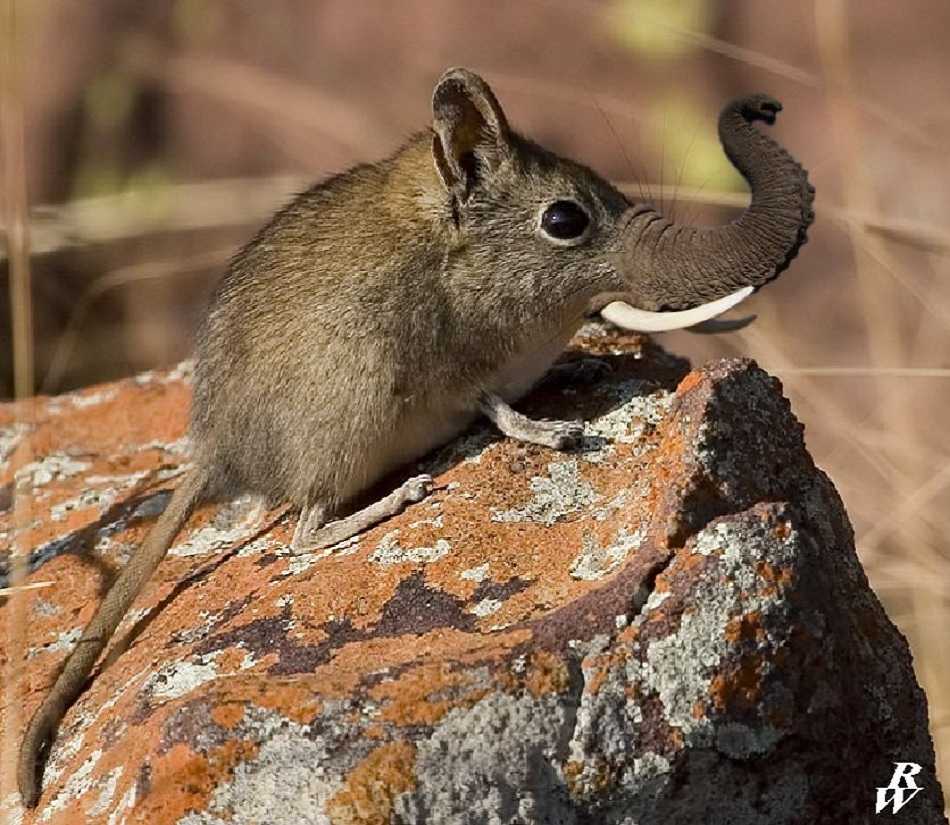 Elephant Shrew Wallpapers