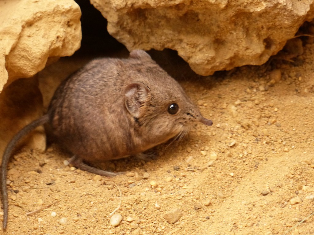 Elephant Shrew Wallpapers