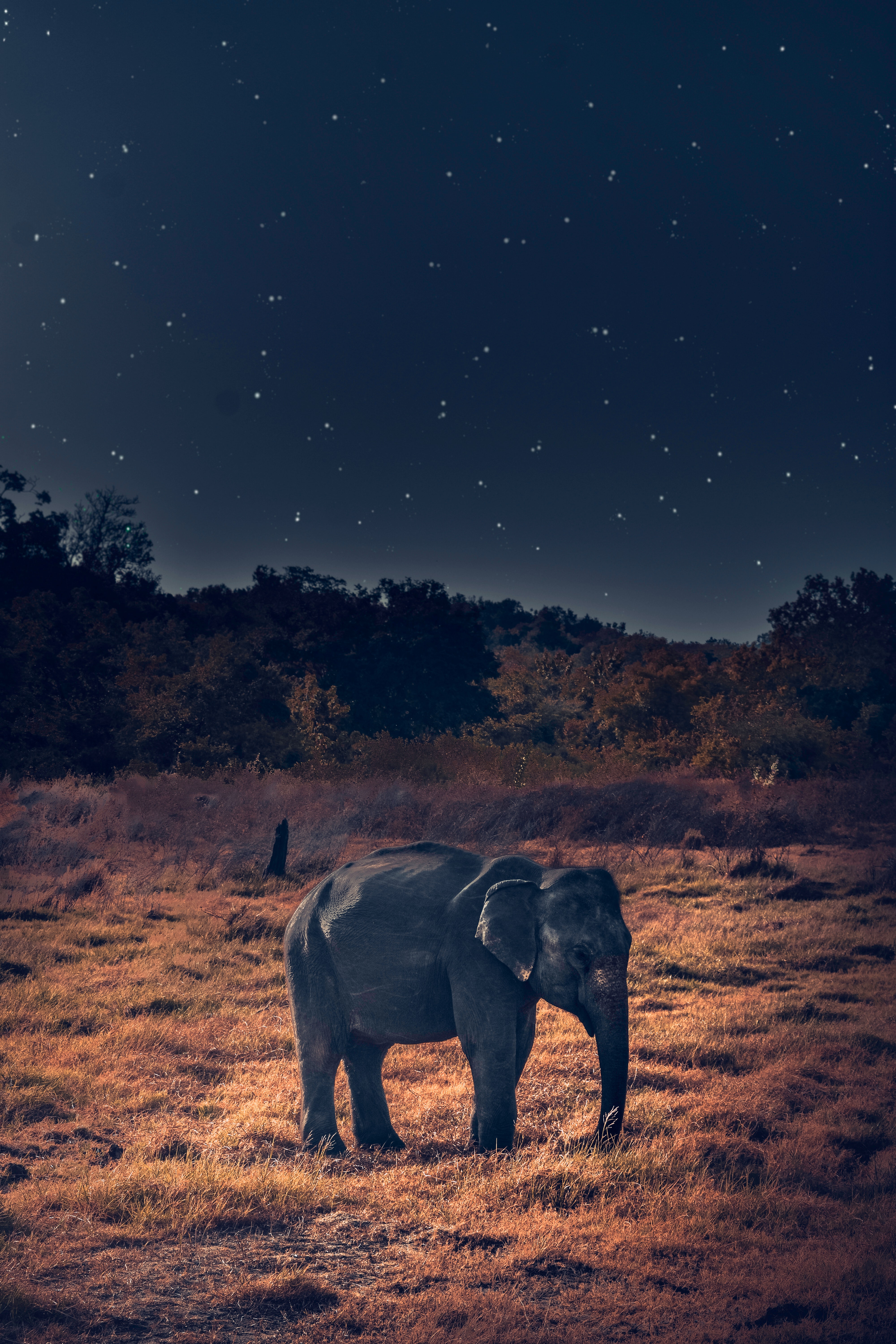 Elephant Wallpapers