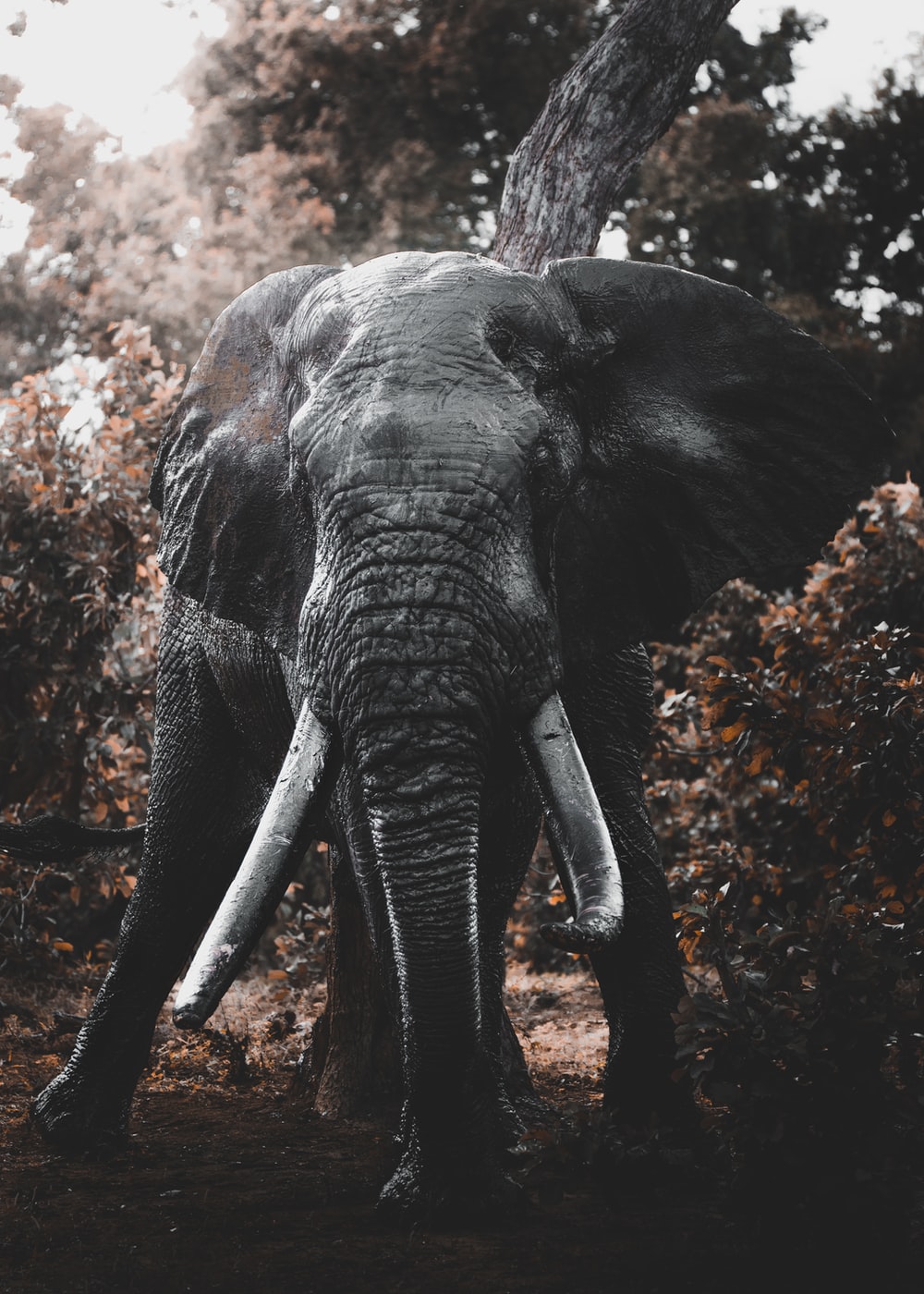 Elephant Wallpapers