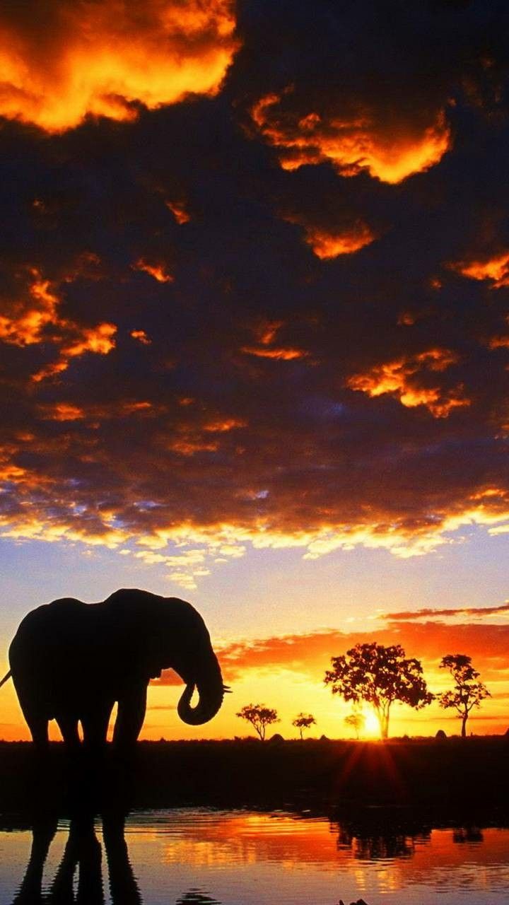 Elephant Wallpapers