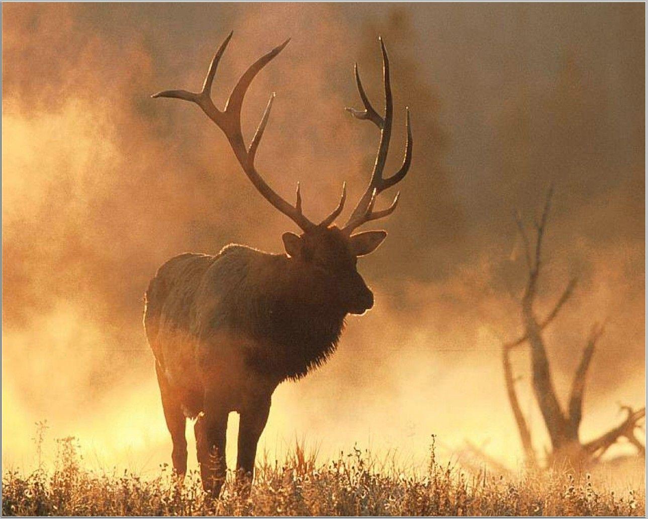 Elk Desktop Wallpapers