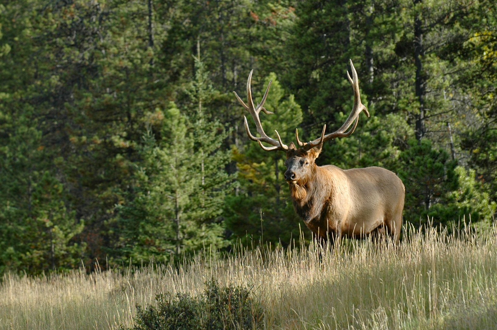 Elk Desktop Wallpapers