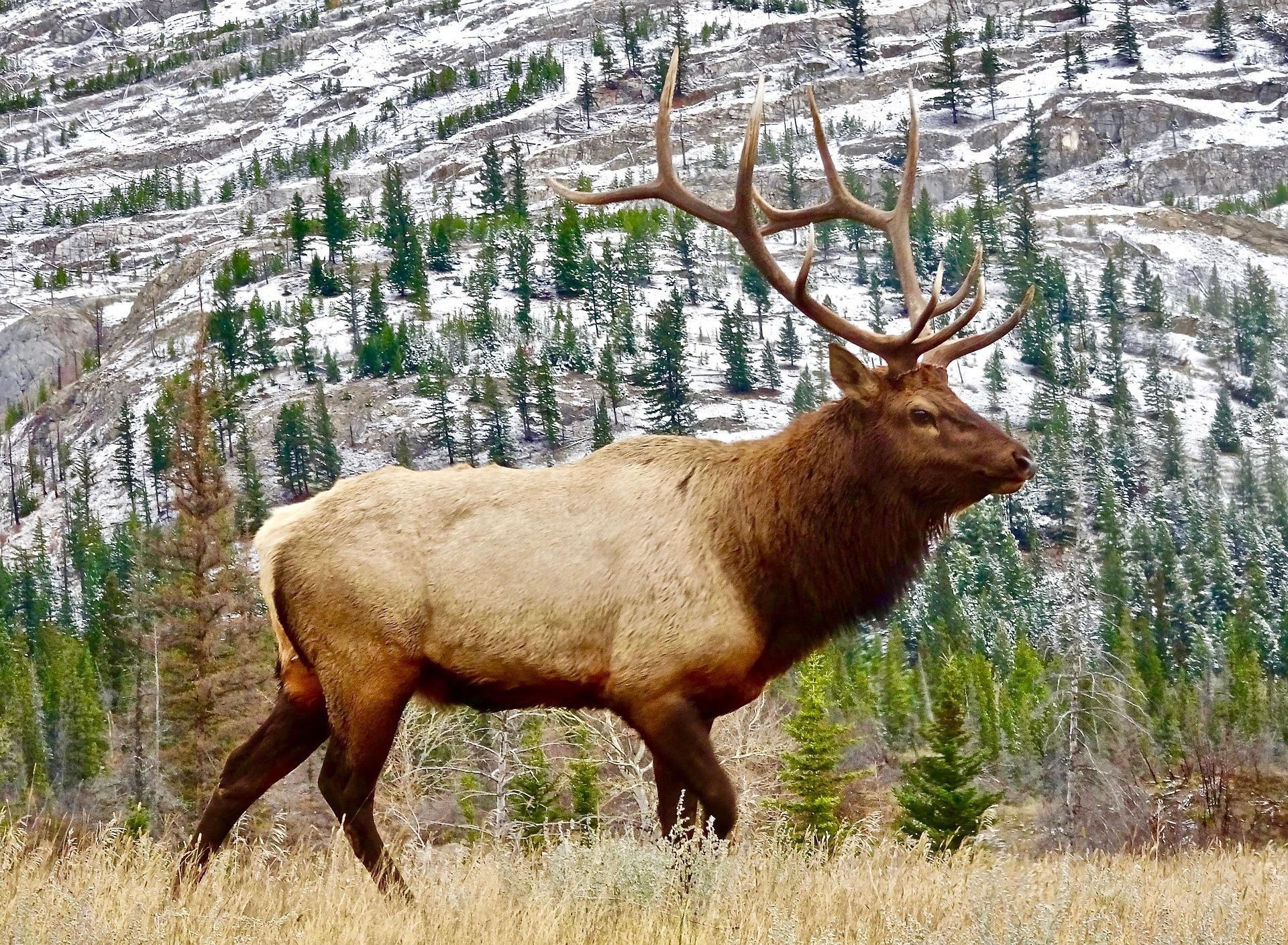 Elk Desktop Wallpapers