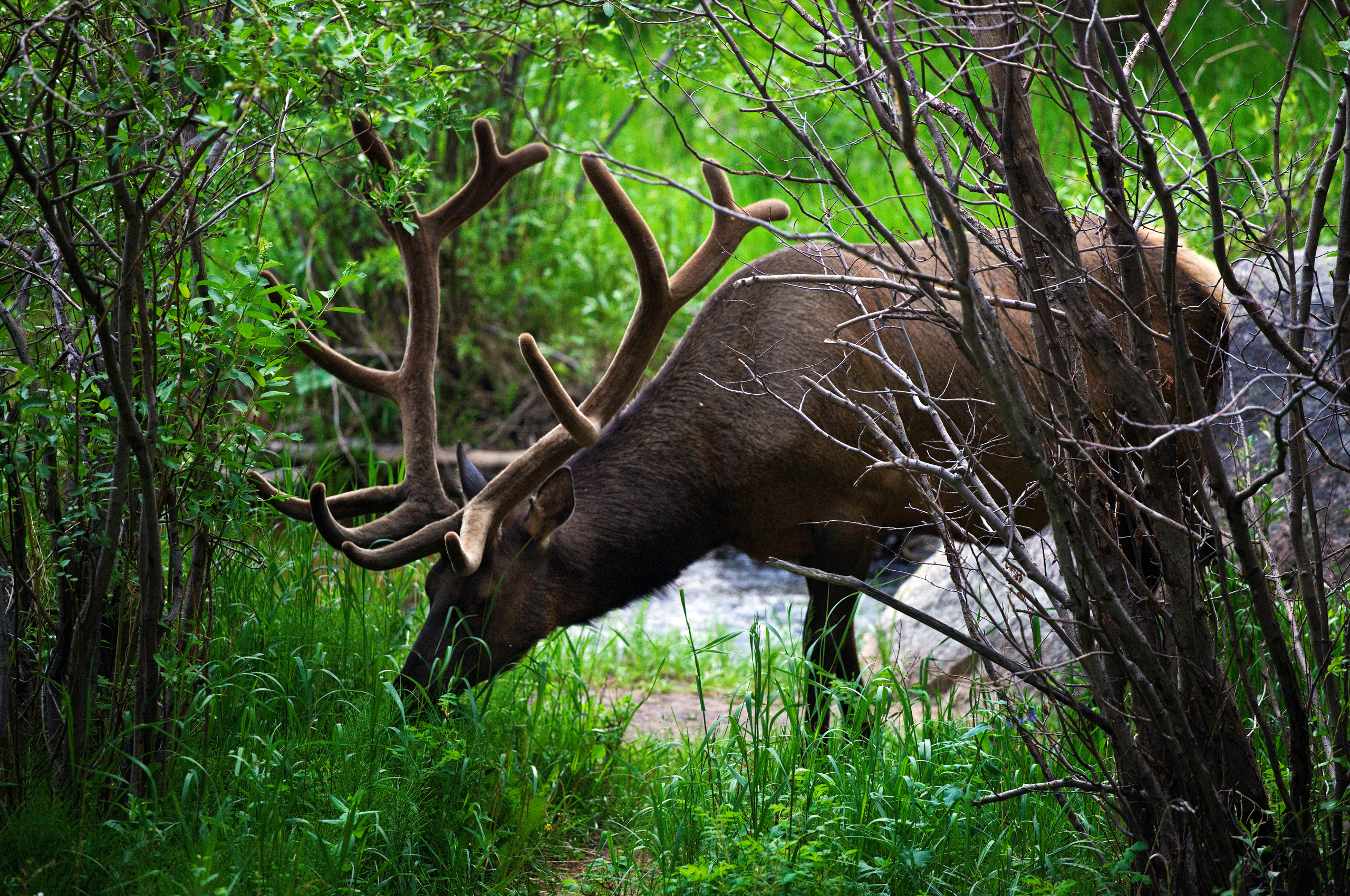 Elk Desktop Wallpapers