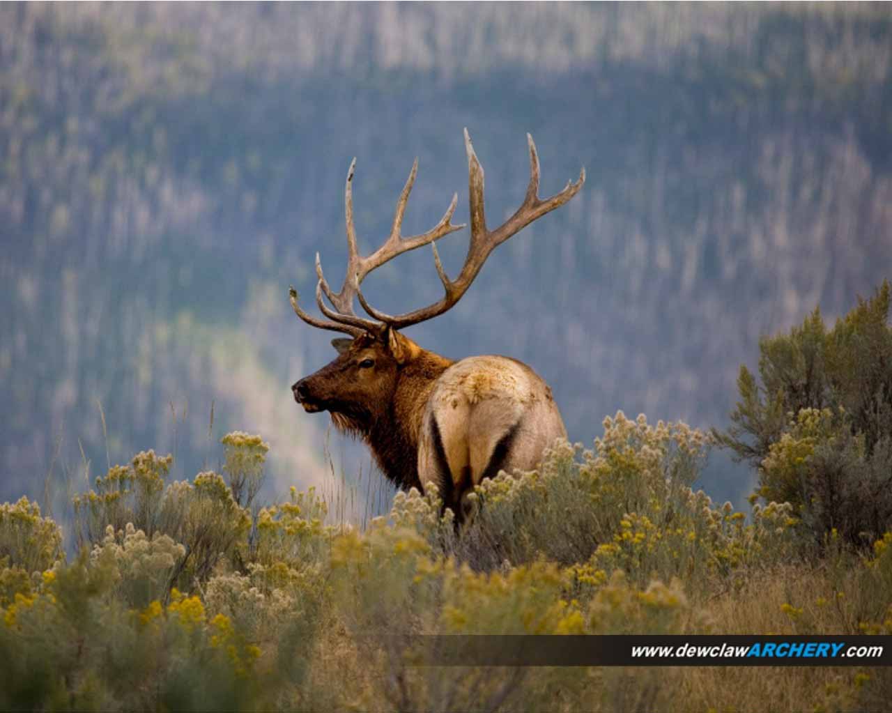 Elk Desktop Wallpapers