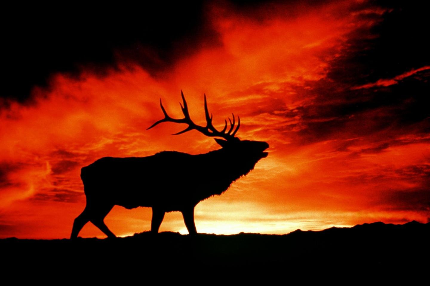 Elk Desktop Wallpapers