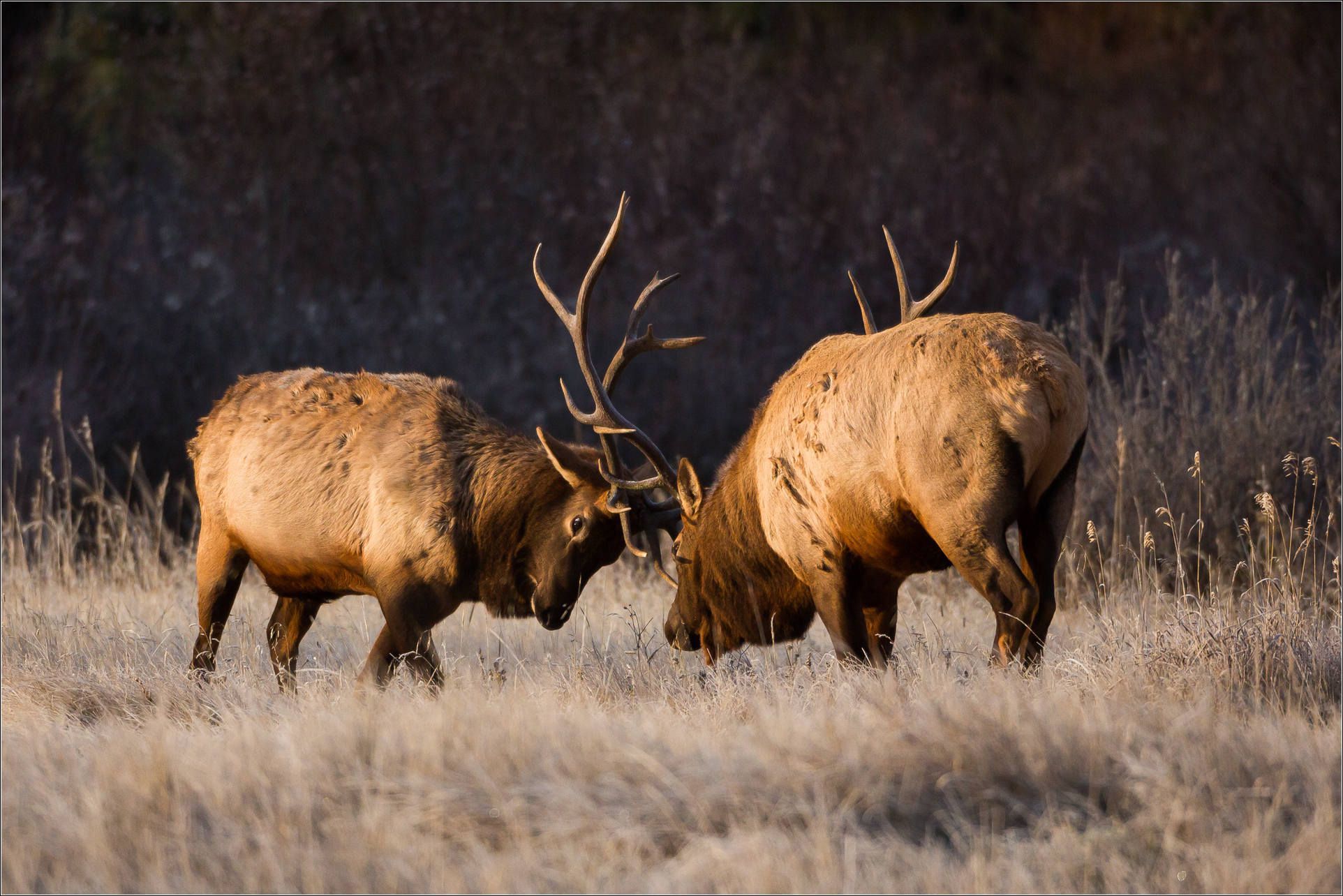 Elk Desktop Wallpapers