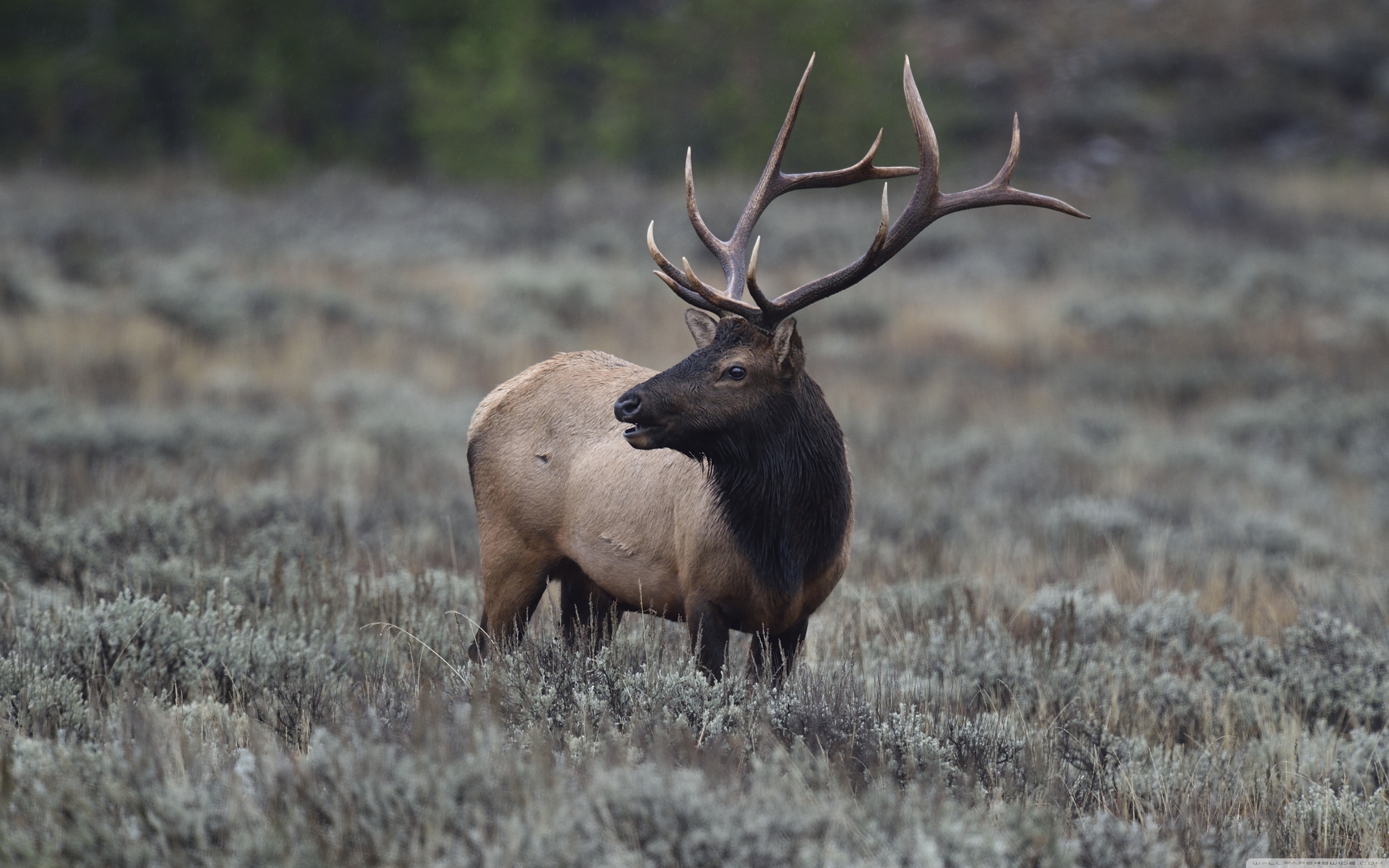 Elk Desktop Wallpapers