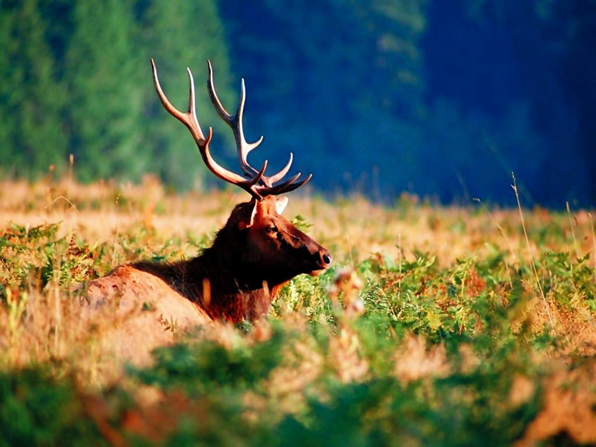 Elk Desktop Wallpapers