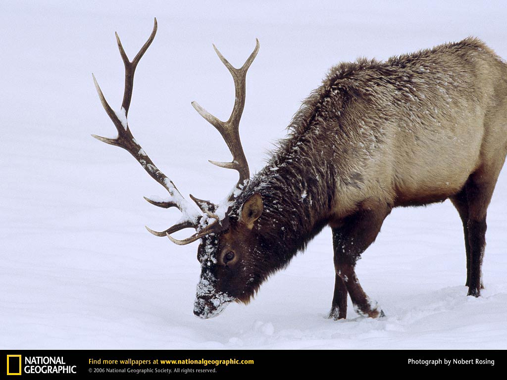 Elk Desktop Wallpapers