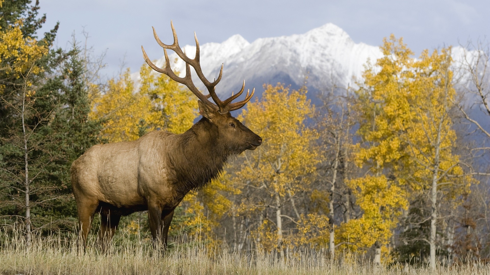 Elk Desktop Wallpapers