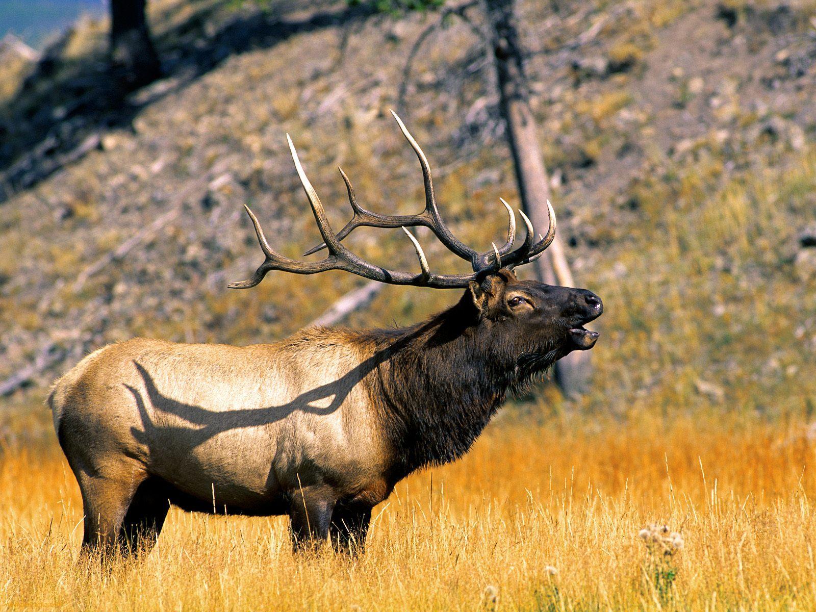 Elk Desktop Wallpapers