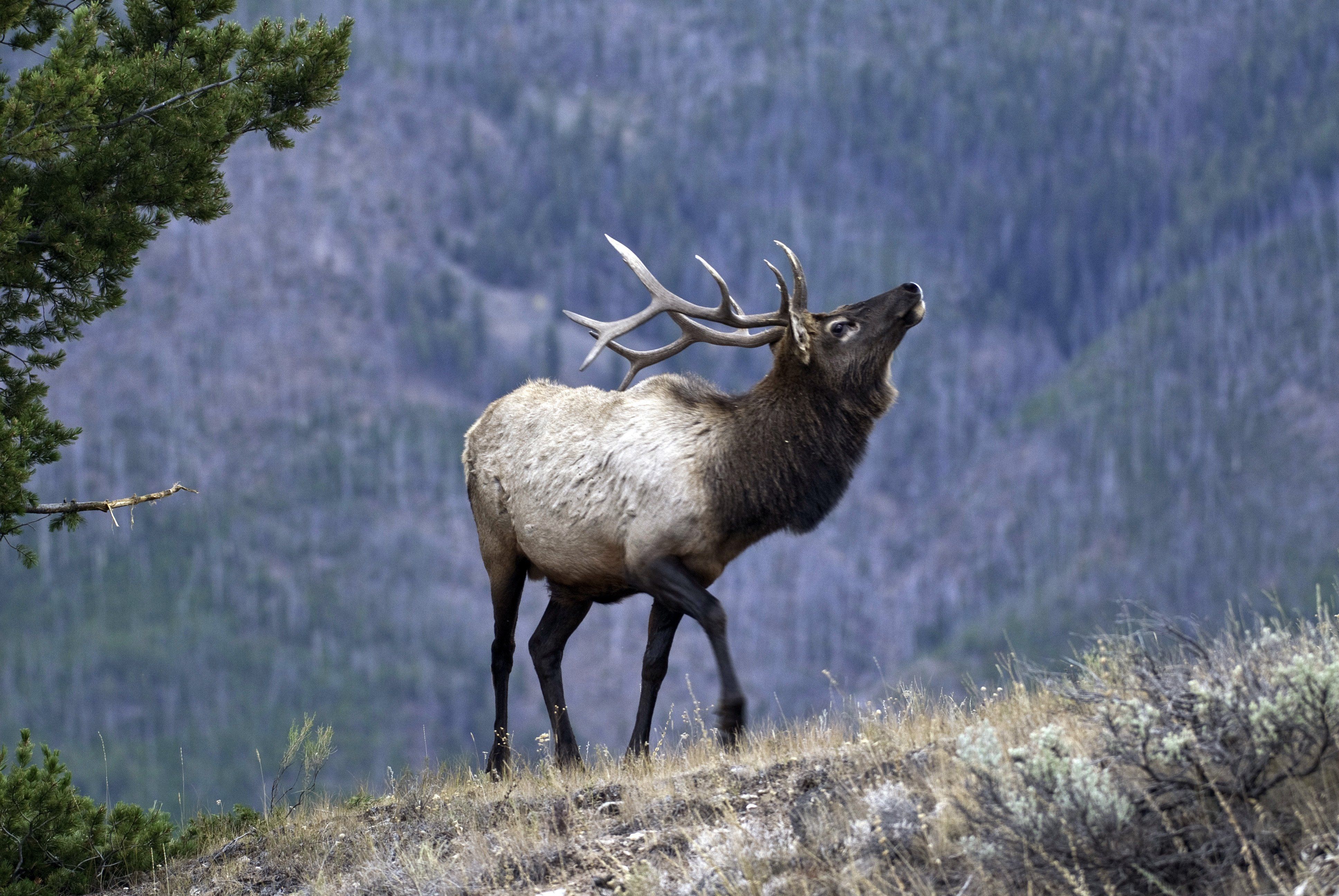 Elk For Android Wallpapers