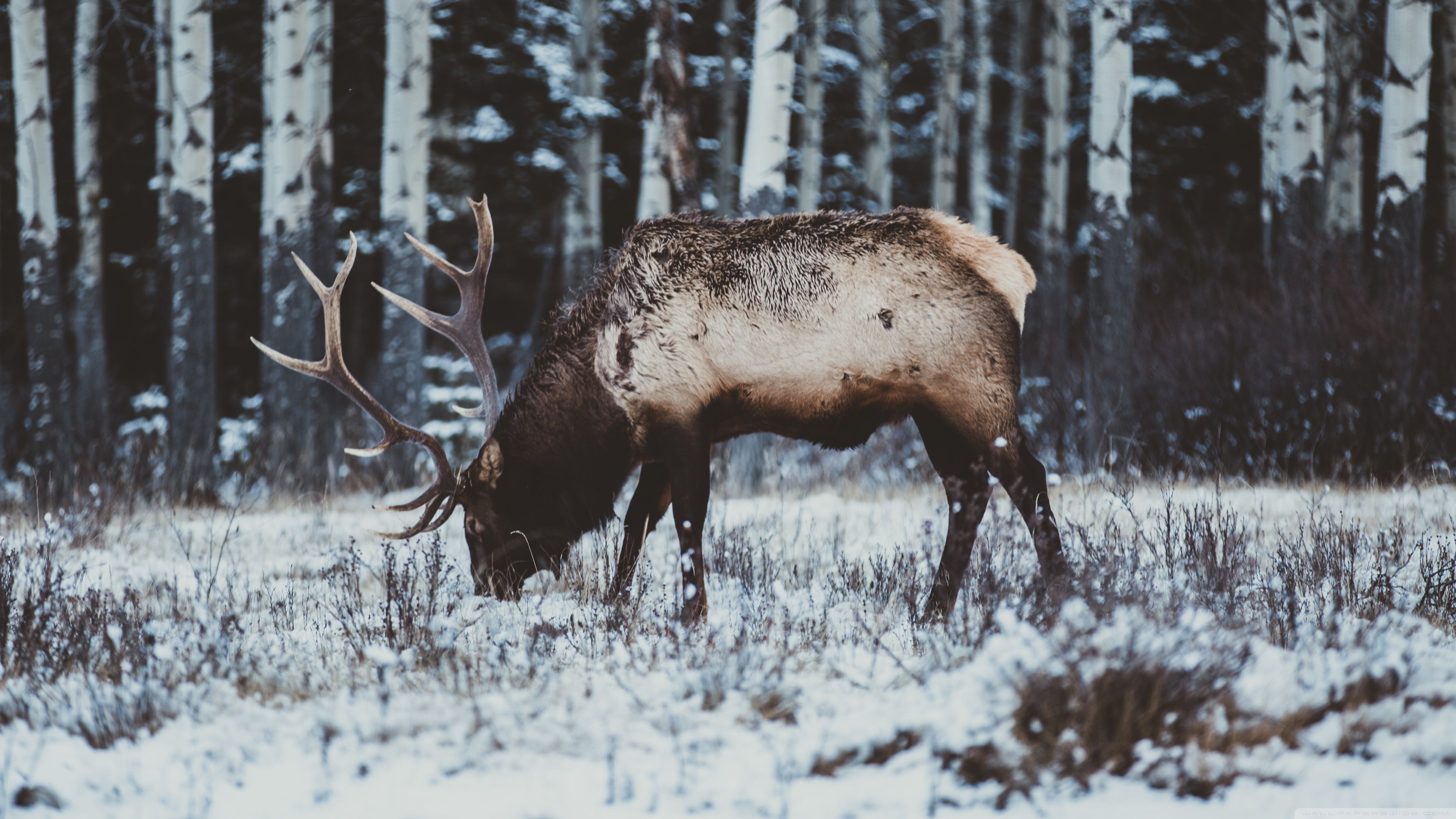 Elk For Android Wallpapers