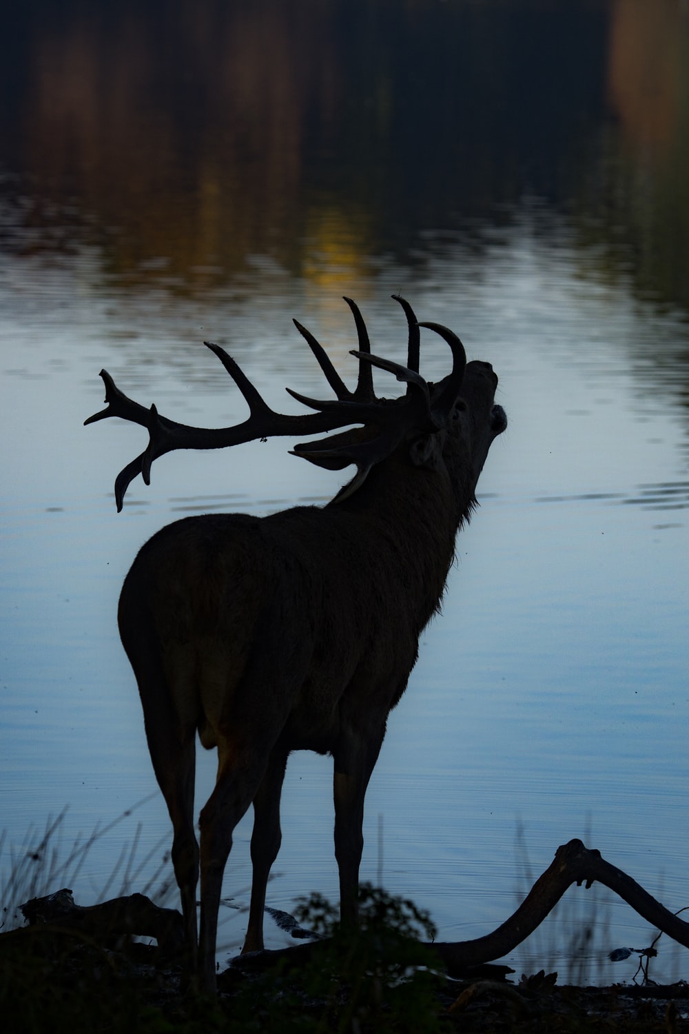 Elk For Android Wallpapers