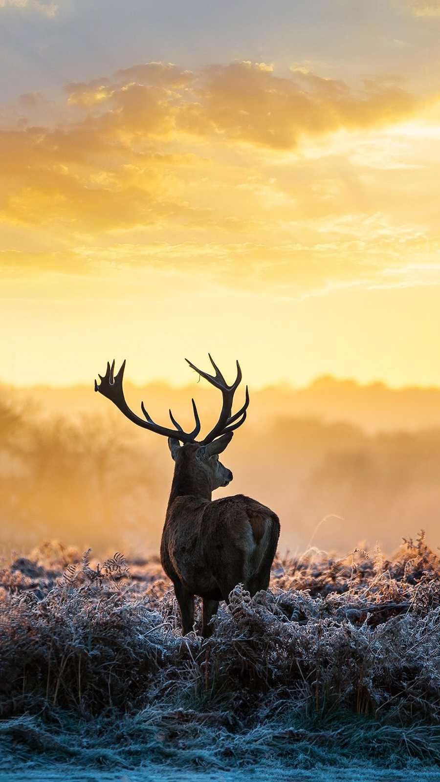 Elk For Android Wallpapers