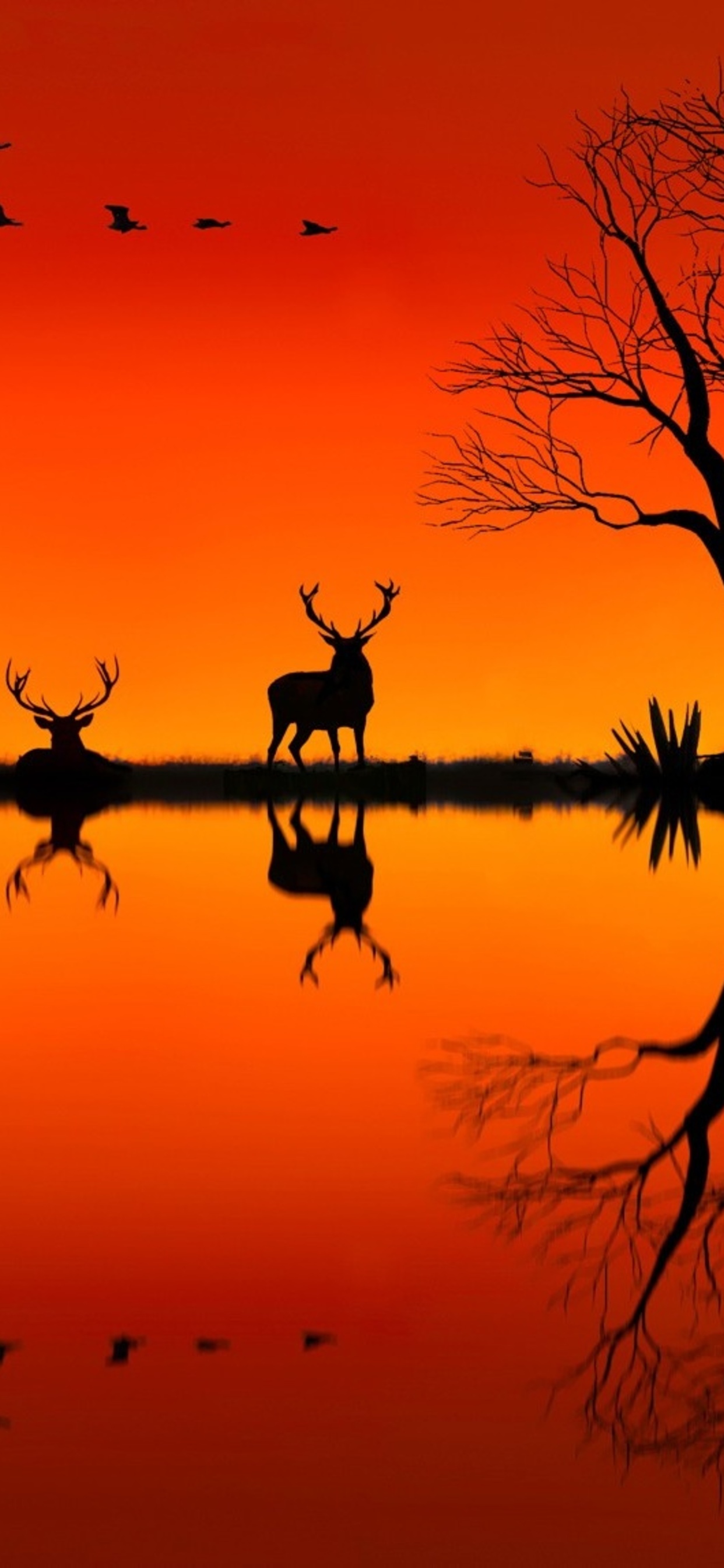 Elk For Android Wallpapers