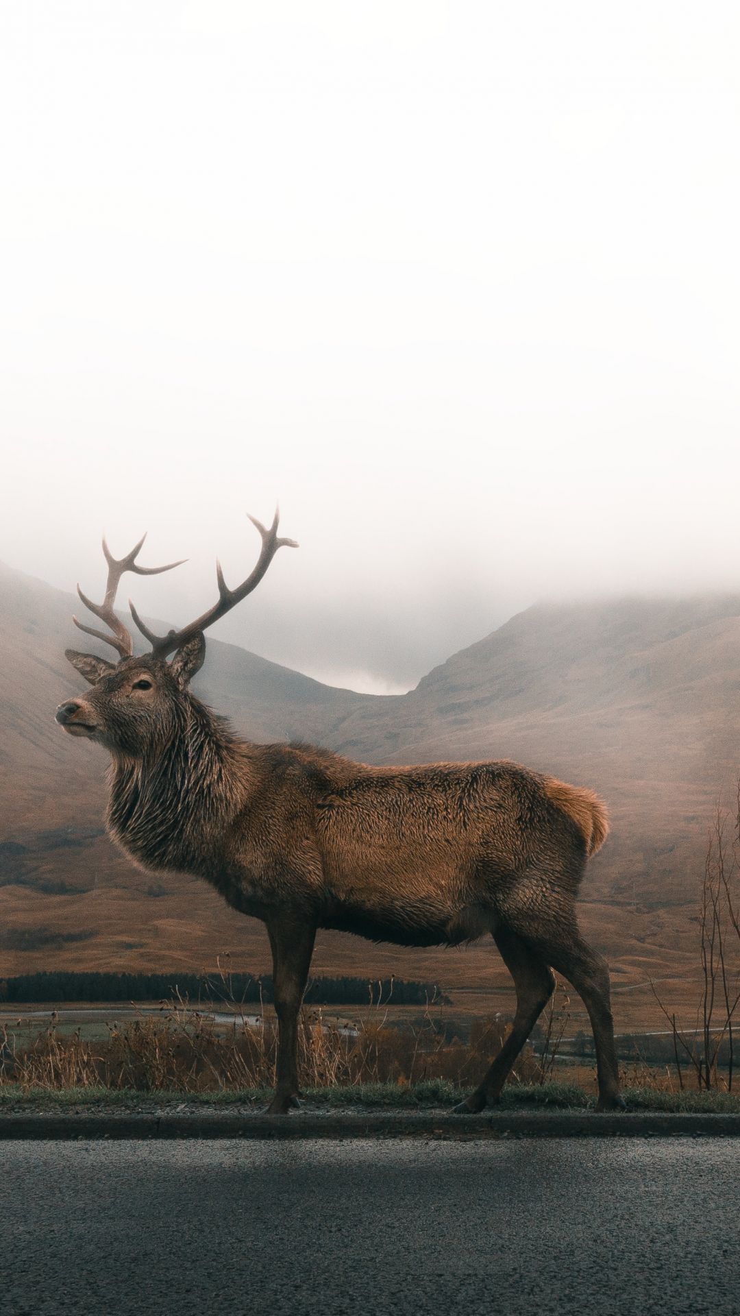 Elk For Android Wallpapers