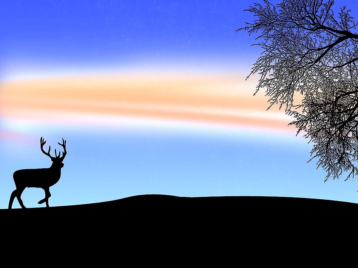 Elk For Android Wallpapers