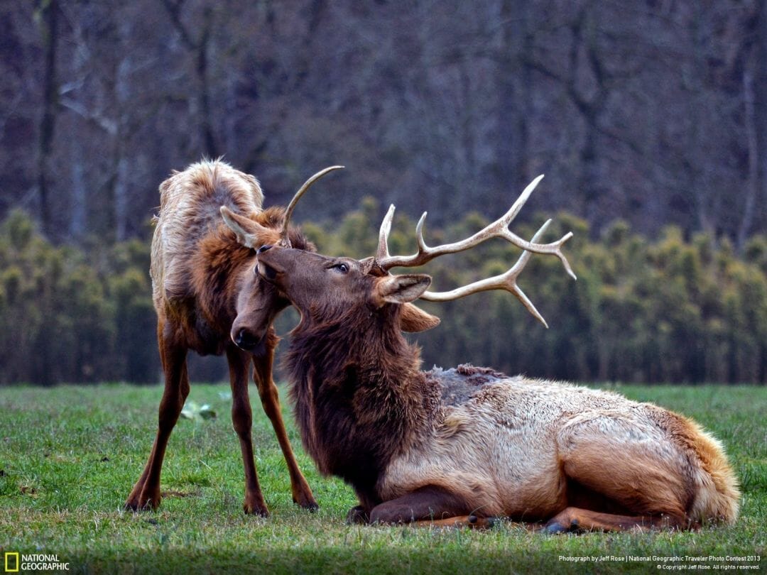 Elk For Android Wallpapers