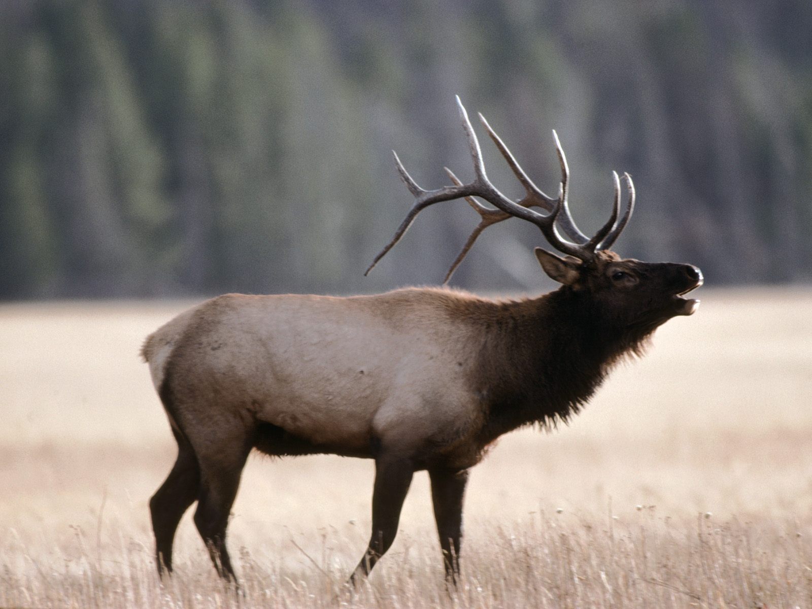 Elk For Android Wallpapers