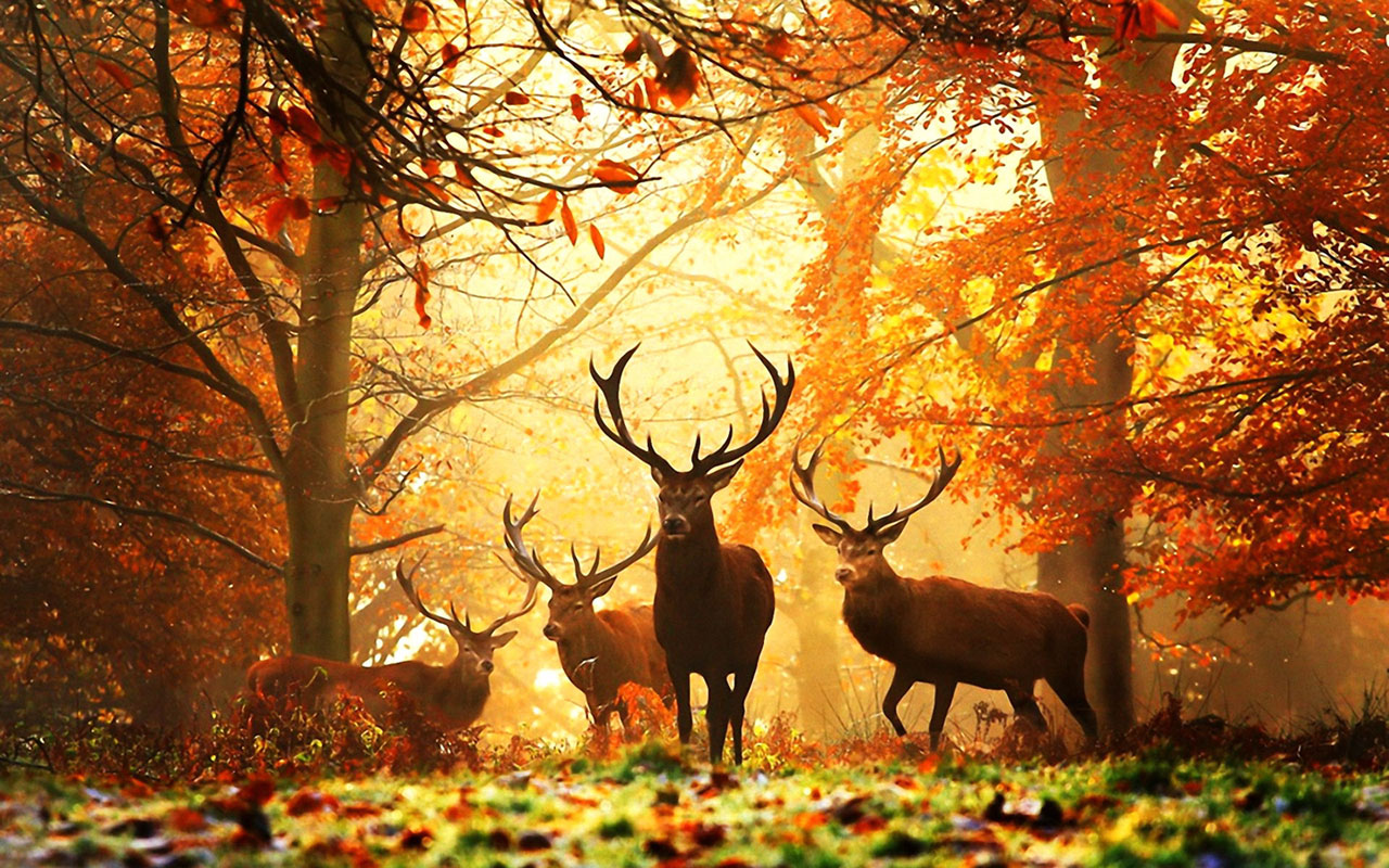 Elk For Android Wallpapers