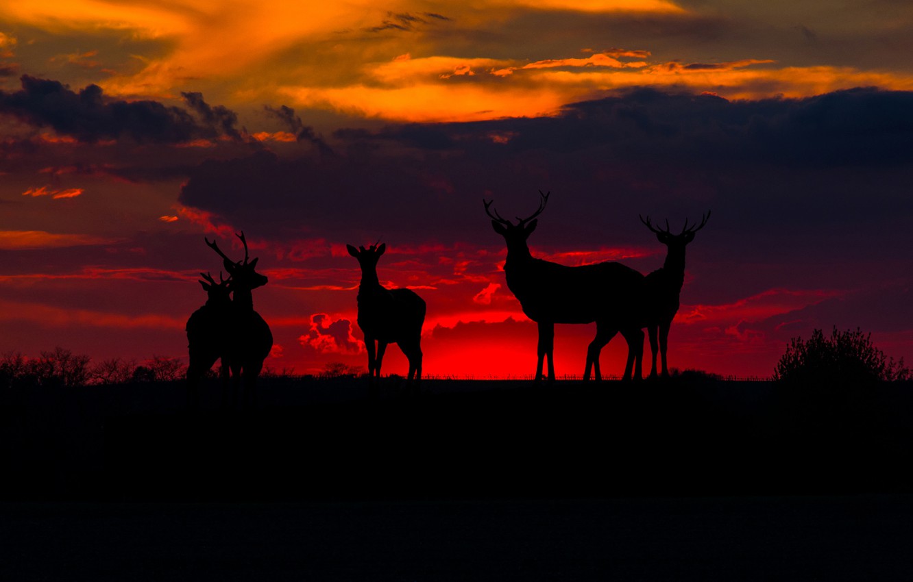 Elk Sunset Wallpapers