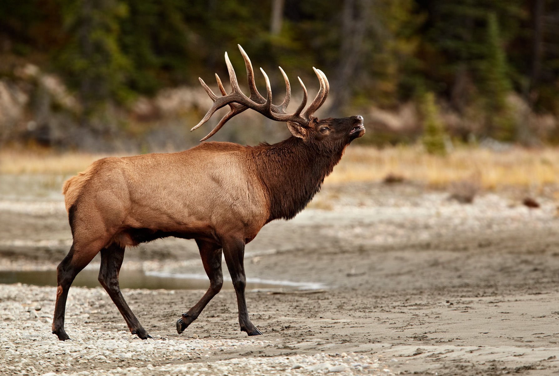 Elk Wallpapers